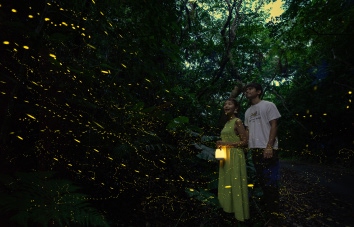 Firefly Tour